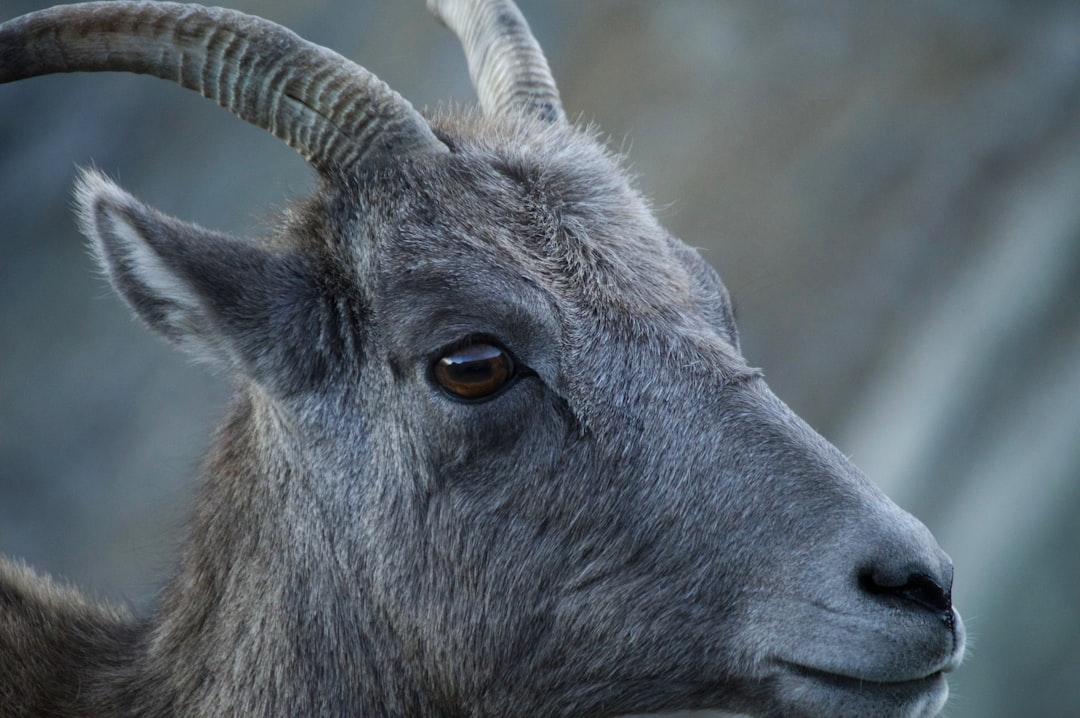 Horns of Power: The Fascinating World of Goat Horns