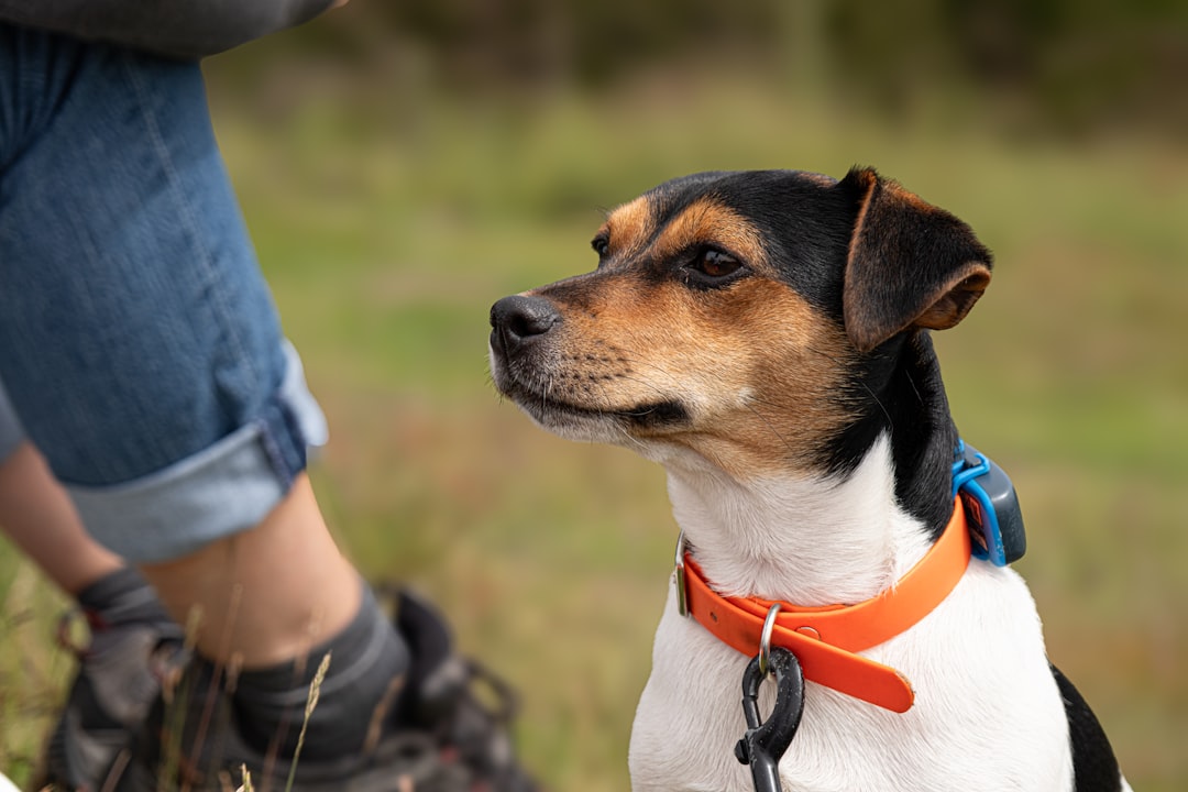 Must-Have Pet Accessories for Dogs: The Ultimate Guide