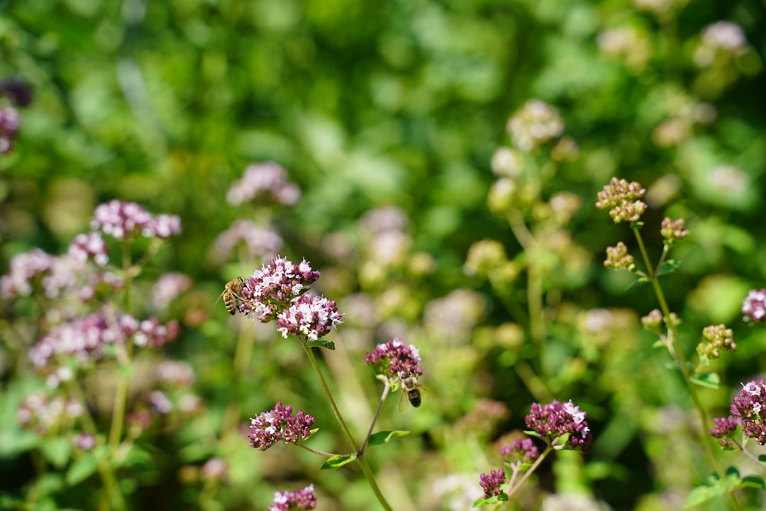 Natural Stress Relief: Essential Oils